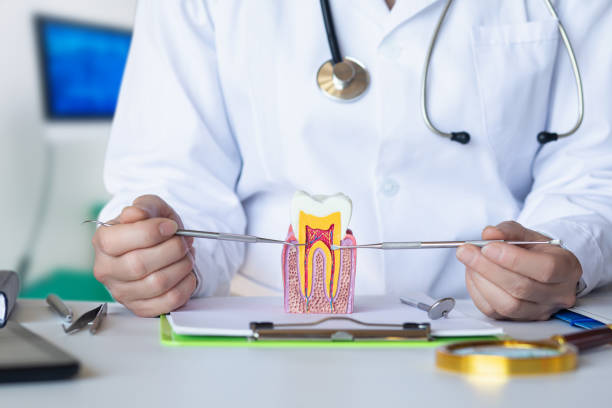 Best Emergency Dental Care for Broken or Chipped Teeth in Velva, ND